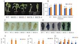 Enhancing tomato salt tolerance: the key role of S | Newswise