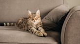 How to Stop Cats From Scratching Furniture: Experts Reveal the Tricks That Really Work