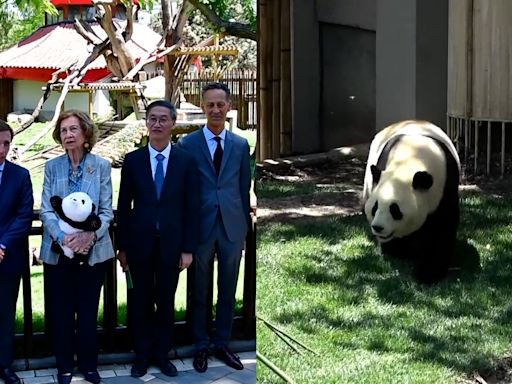 La Reina Sofía da la bienvenida a los nuevos osos panda del Zoo de Madrid - ELMUNDOTV