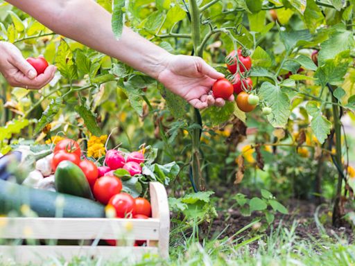 Dieses Gemüse essen die Deutschen am liebsten – das ist der Haken daran