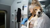 Beagle breeding company fined €32 million in biggest ever penalty for animal welfare violations