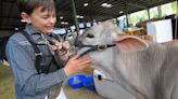 Richmond's 109th Black and White Days continues with the Holstein Junior Show