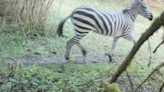 Zebra on loose after escape in US mountain country