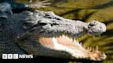 Body found in search for child missing in croc attack