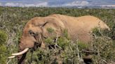 Spanish tourist who got out of car to take photos trampled to death by elephants