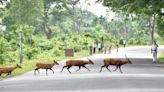 Assam floods: 31 Kaziranga National Park animals die - The Shillong Times