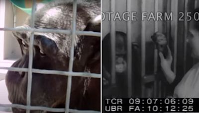 Chimpanzees can SPEAK, scientists claim after reviewing old footage