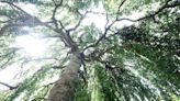 Climate threat spurs London's Kew Gardens to look for resilient trees