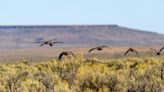 BOSH Project restores sagebrush sea at a grand scale in southwest Idaho