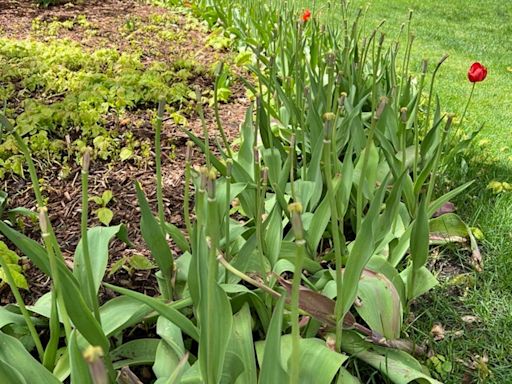 An early bloom leaves downtown Holland with a third of its petals, but Tulip Time Festival continues