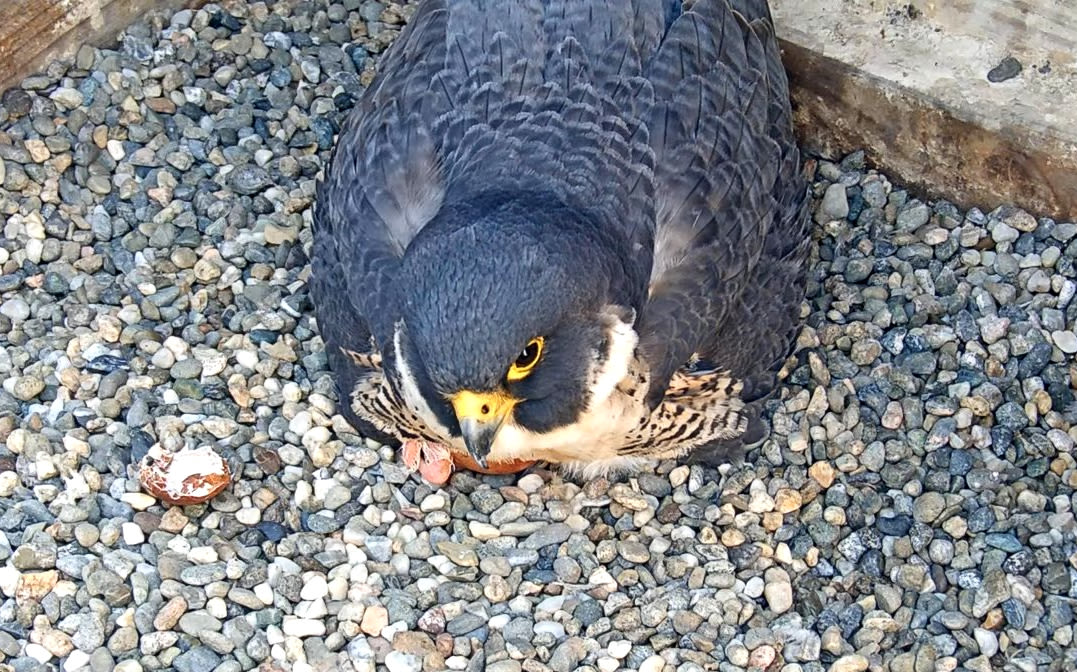 Wild peregrine falcon chicks hatch at UC Berkeley on Earth Day