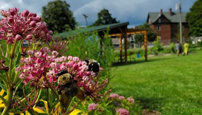 Gardening workshop series underway at Indiana and Chevy Chase community gardens