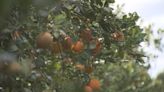 Central Florida man wins $1.2 million judgment against Florida over citrus trees