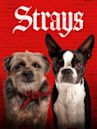 Strays