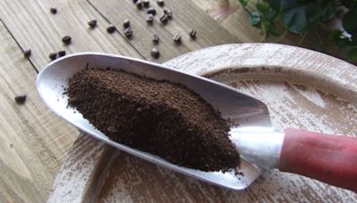 How to use coffee grounds in the garden | CNN