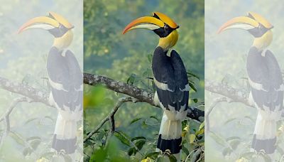 What’s the Hornbill’s origin story? Naga legend says it was once a sad, orphaned boy