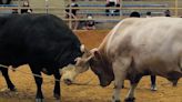 VIDEO: Okinawa's spectacular bullfights a sight to behold