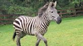 Zebra remains on the loose in Washington state as officials close trailheads to keep people away