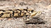 It’s rattlesnake season in Charlotte. What should you do if one bites you?