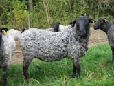 Gotland sheep