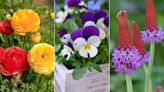 Spring flowers for pots – 10 pretty options for seasonal containers