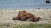 Photo shows cute bear ‘splooting’ in Alaska. And then ‘splooting’ pet photos poured in
