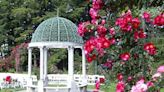 Stop and smell the roses: Lyndhurst's Rose Weekend kicks off Saturday