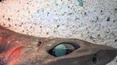 'Wild looking': Shark with bulging eyes and creepy smile caught in Australia
