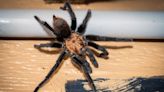 The great Texas tarantula migration is officially underway