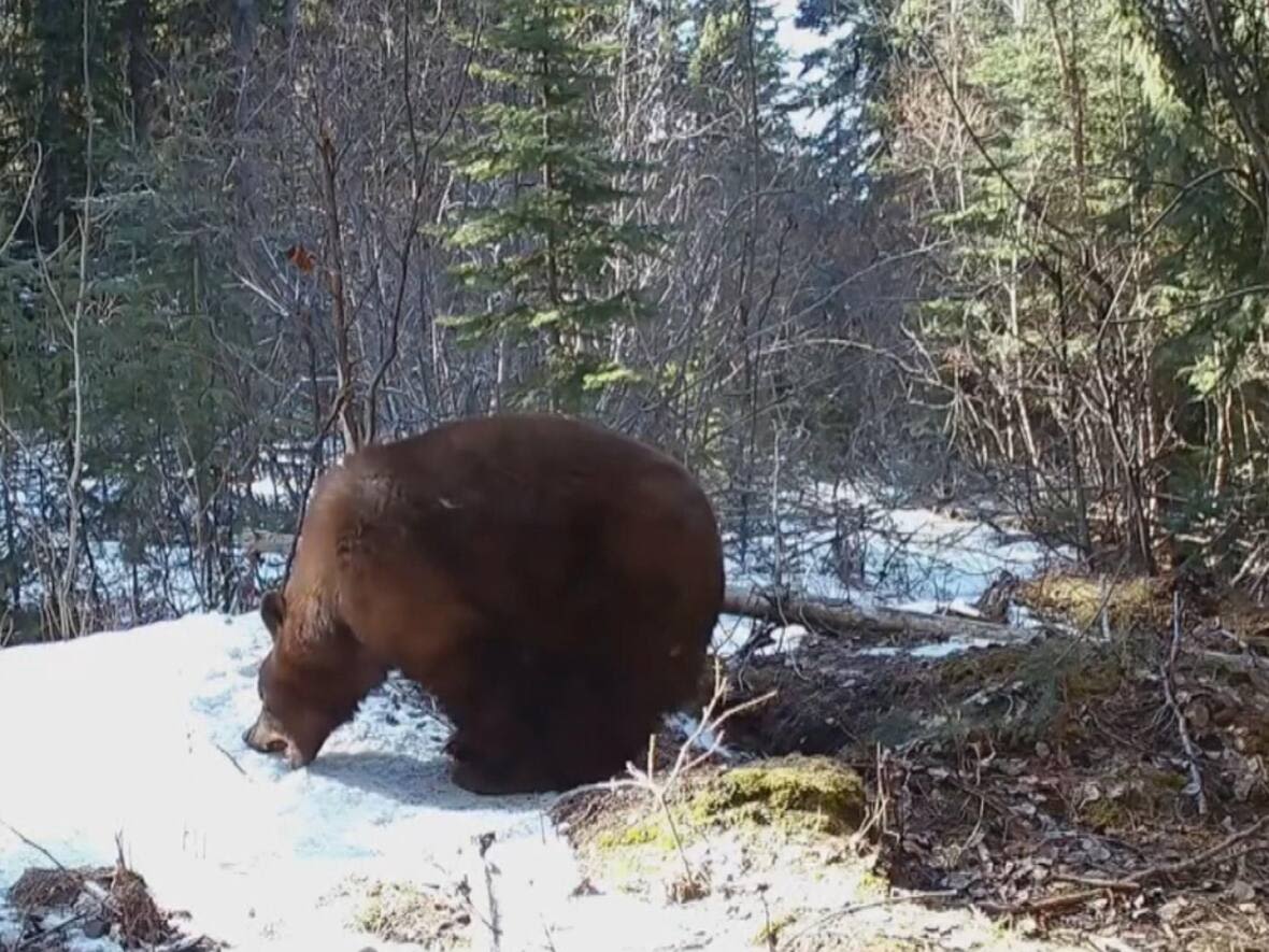 B.C. man captures video of 2 bear cubs waking from winter slumber