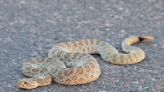 Look Into a 'Mega Den' of 2,000 Slithering Rattlesnakes With This Live Stream in Colorado