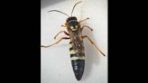 This wasp has a ‘killer smile’ — and a Missouri wildlife biologist got a close-up look