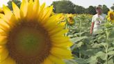 Grinter Farms’ sunflowers near peak; nudity not welcome when visiting
