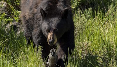 Ultra runner collides with bear as the finish line looms