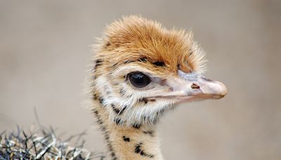 Woman Scores Babysitting Gig for Adorable Baby Ostrich and Everyone's So Jealous