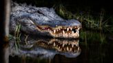 What You Need to Know About Alligators Before Hiking or Paddling in Florida