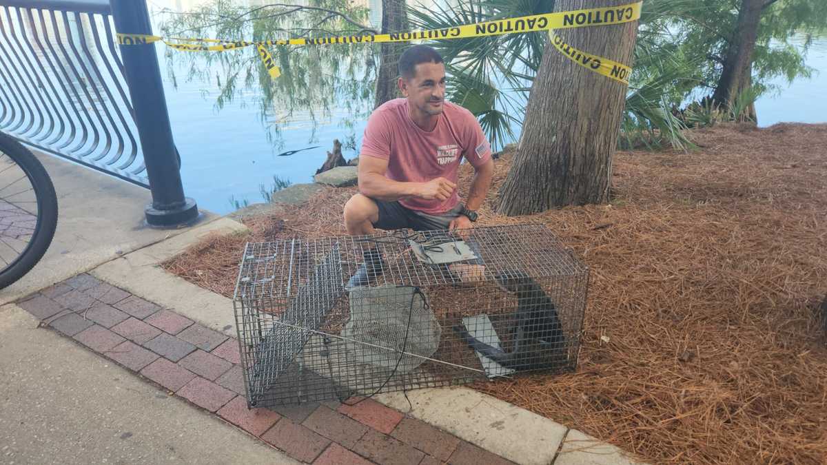 Killer river otter responsible for swan deaths at Lake Eola Park safely relocated