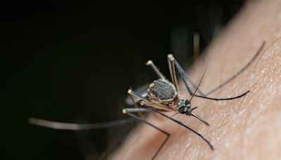 2 Tennessee cities among the US cities with the most mosquitoes, report says