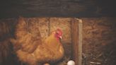 澳洲報告首起人類感染禽流感病例，雞蛋農場也爆禽流感