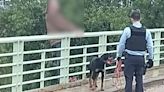 Gard : Il menace de sauter depuis un pont par-dessus l’A9, les gendarmes le sauvent grâce à son chien