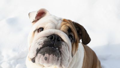 Dad Gives Bulldog the Cutest 'Pep Talk' Before Welcoming Home New Sibling