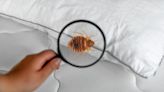 Travel season is bedbug season. How to spot them and identify bites.
