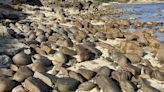 You have 20/20 vision if you can spot the 2 dogs at the beach in 21 seconds