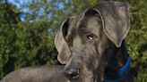 Great Dane Thinks He's 'Locked' Out of the Kitchen and It's Just Too Funny