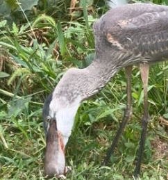 Video shows blue heron savoring large rat in New York's Central Park