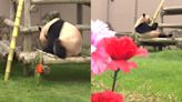 Watch: Panda mom honored with Mother's Day feast at Japanese zoo