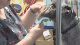 New mobile dog groomer opens in Bridgeport