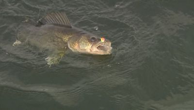 Mille Lacs is walleye catch-and-release only until mid-August