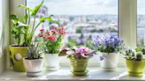 Fill your home with instant color! 5 flowers you can easily grow on a windowsill that bloom and bloom