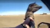 Escaped emu wrangled by sheriff’s deputy in Colorado